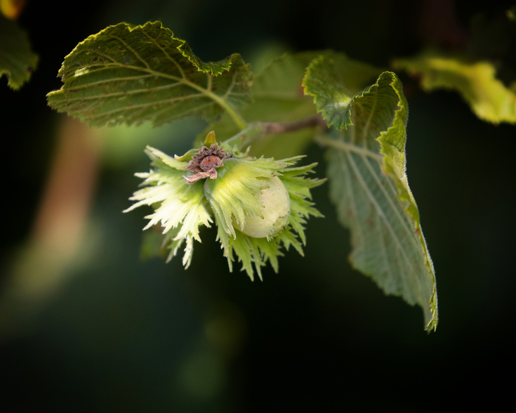 Hazel | The Wildlife Trusts